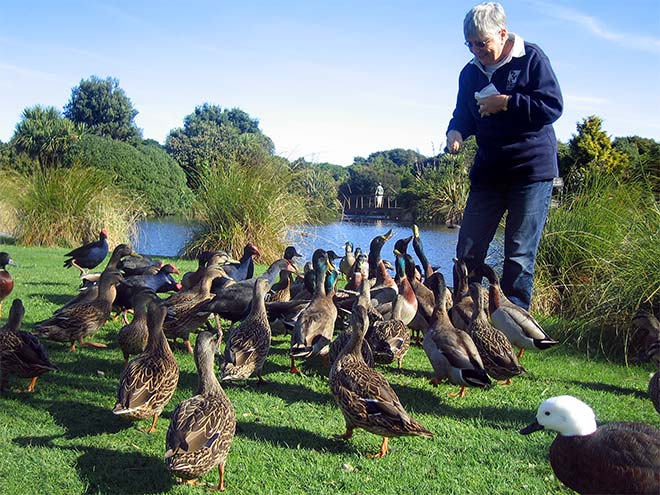 Feeding ducks, Ngā Manu reserve