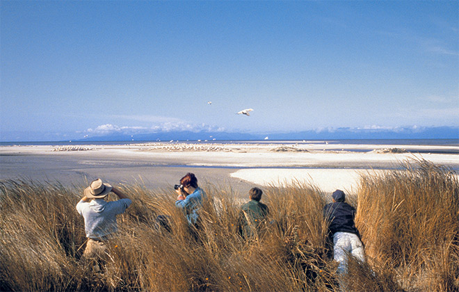 Observing birds at Farewell Spit