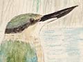 Birdwatcher’s notebook