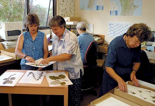 Herbarium researchers