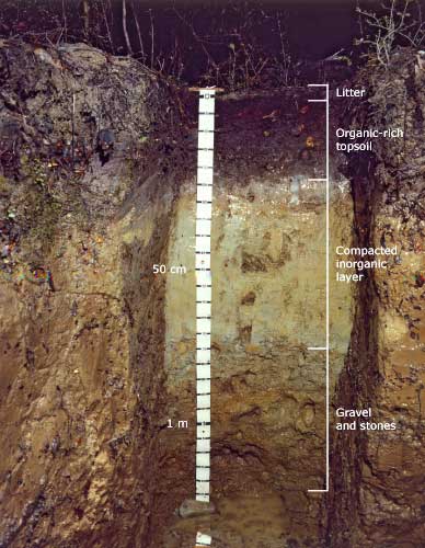 A soil profile