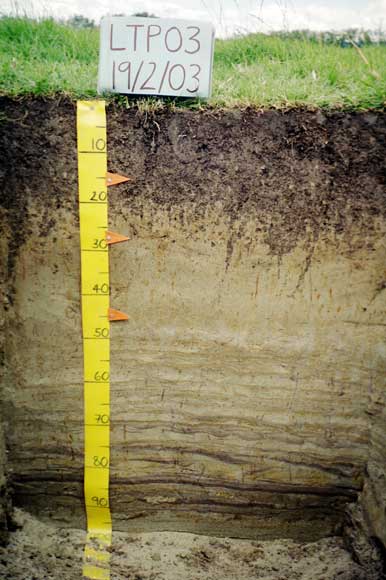 A Recent soil