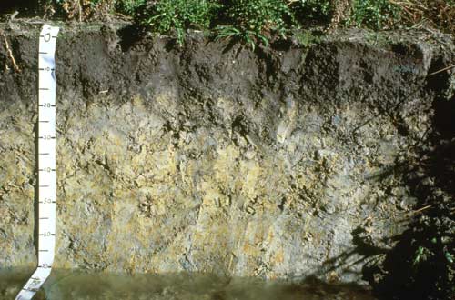 Gley soil