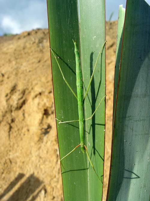 Common tea-tree stick insect