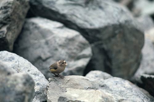 Rock wren 