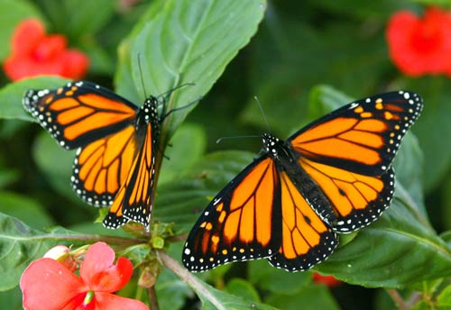 Monarch butterflies