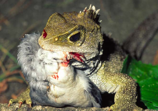 Tuatara eating a chick