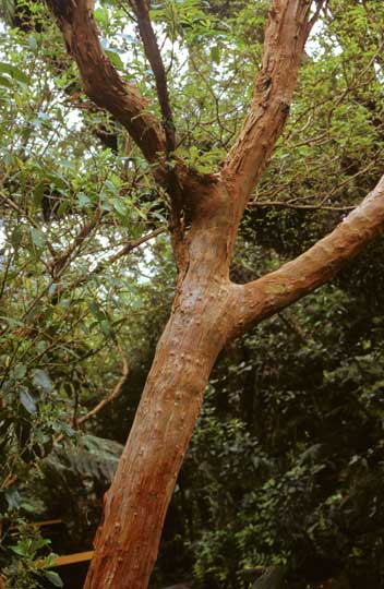 Tree fuchsia