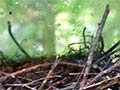 Reconstructed stitchbird nest