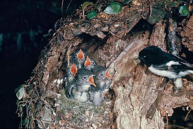 Male tomtit with chicks