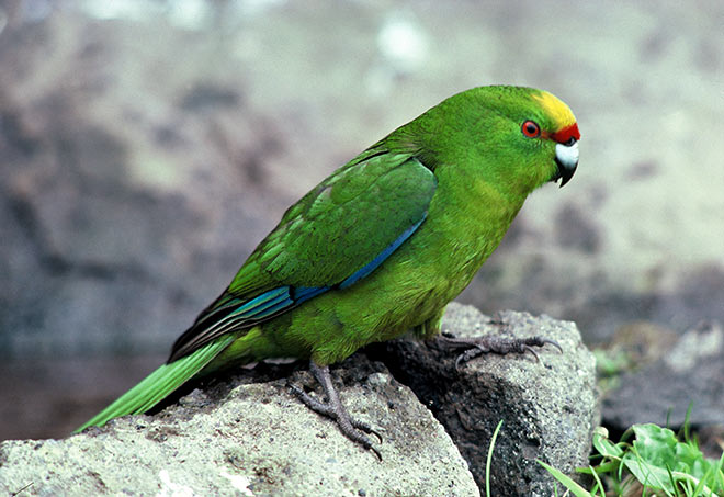 Forbes’ parakeet 