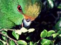 Orange-fronted parakeet 