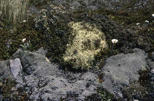 Alpine plants