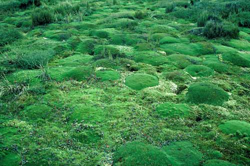 Waituna wetlands