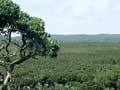 Chatham Islands forest