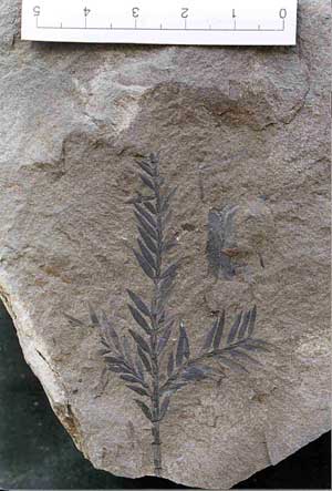 Fossil conifer 
