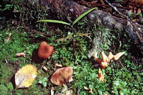 Kauri seedling 