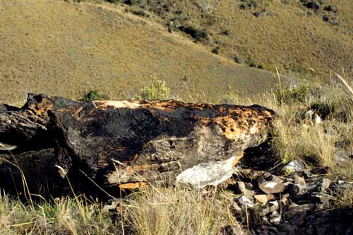 Hall’s tōtara log