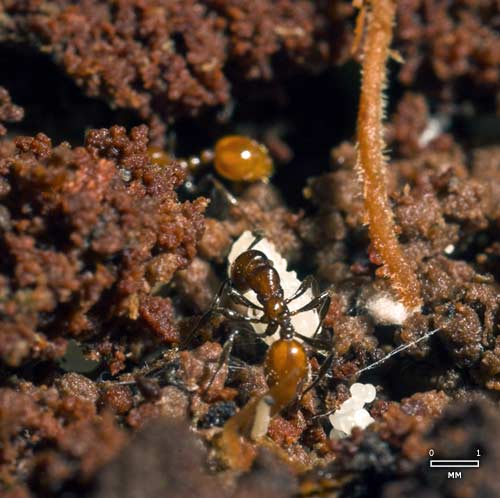 Ant carrying pupa