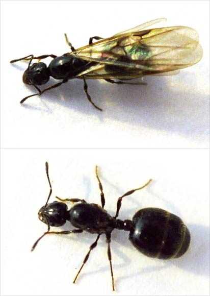 Ant queen 10 Fascinating