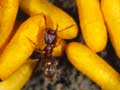 Worker ants and pupae