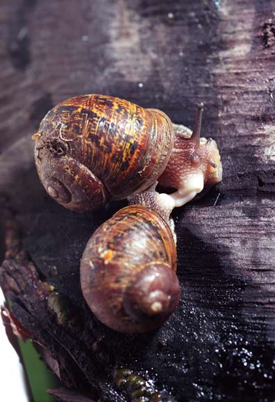 Garden snails mating