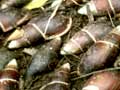 Flax snail colony