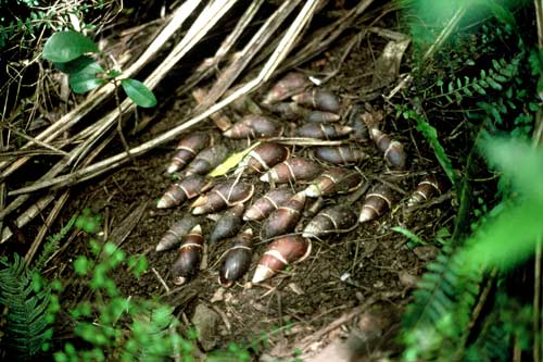 Flax snail colony