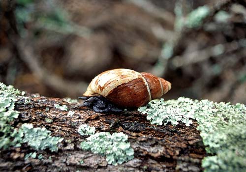 Flax snail