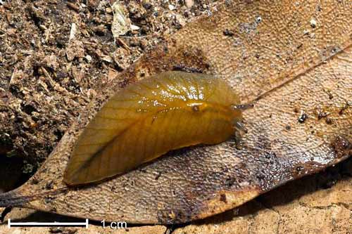 Leaf-veined native slug 