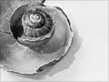 Damaged snail shells