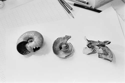 Damaged snail shells