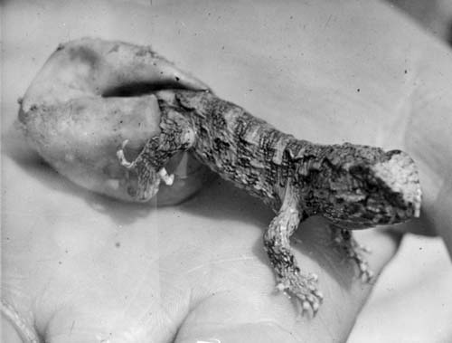 Tuatara hatching