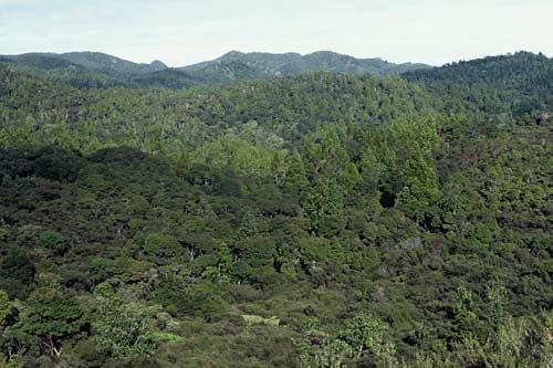 Forest, Great Barrier Island