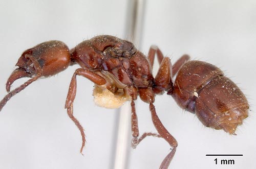 Largest native ant