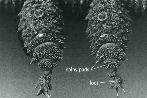 Spiny pads and claws