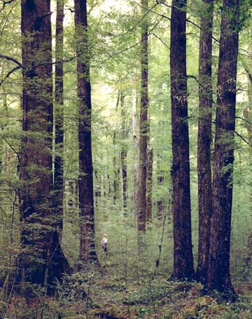 Red beech, Maruia valley