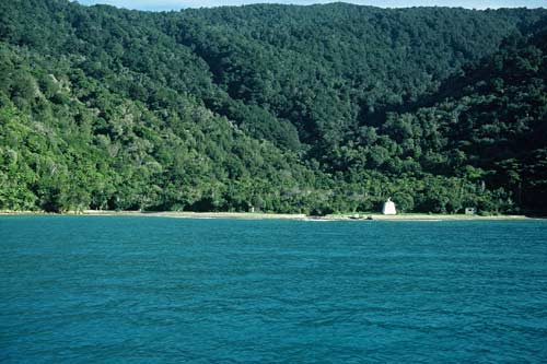 Mixed forest, Ship Cove, Marlborough Sounds
