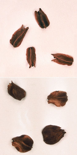 Silver and red beech seeds