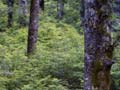 Mountain beech seedlings 