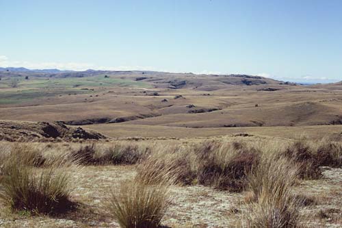 Otago tussock landscape