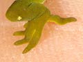 Common green geckos 