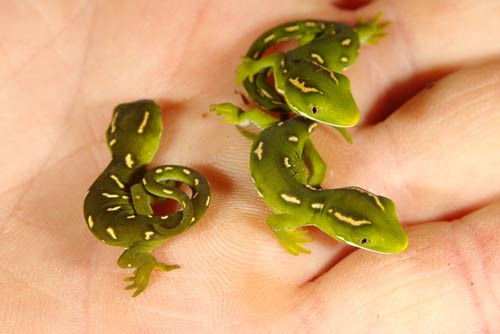 Common green geckos 