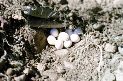 Egg-laying skink nest 