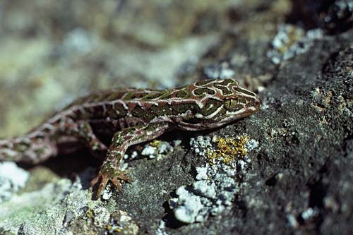 Harlequin gecko