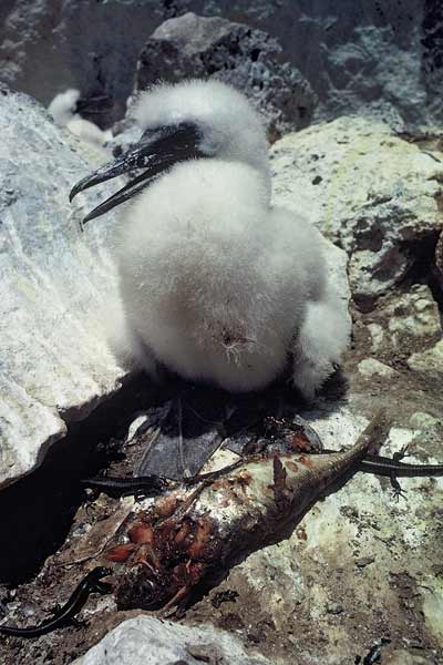 Gannet chick and lizards