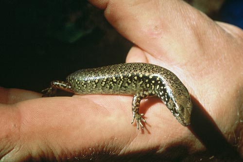 Whitaker's skink