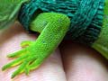Radio-tagged gecko 