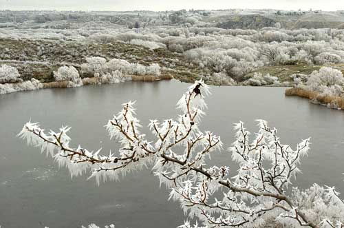 Hoar frost 