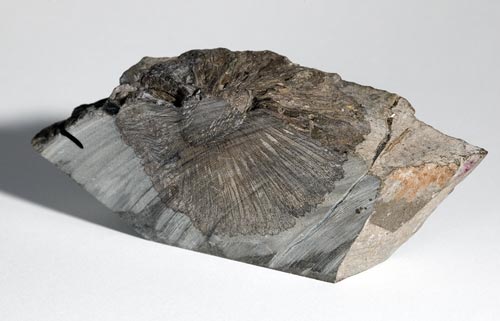 Fossil cone 